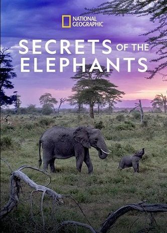 《大象的秘密》百度云网盘下载.阿里云盘.英语中字.(2023)