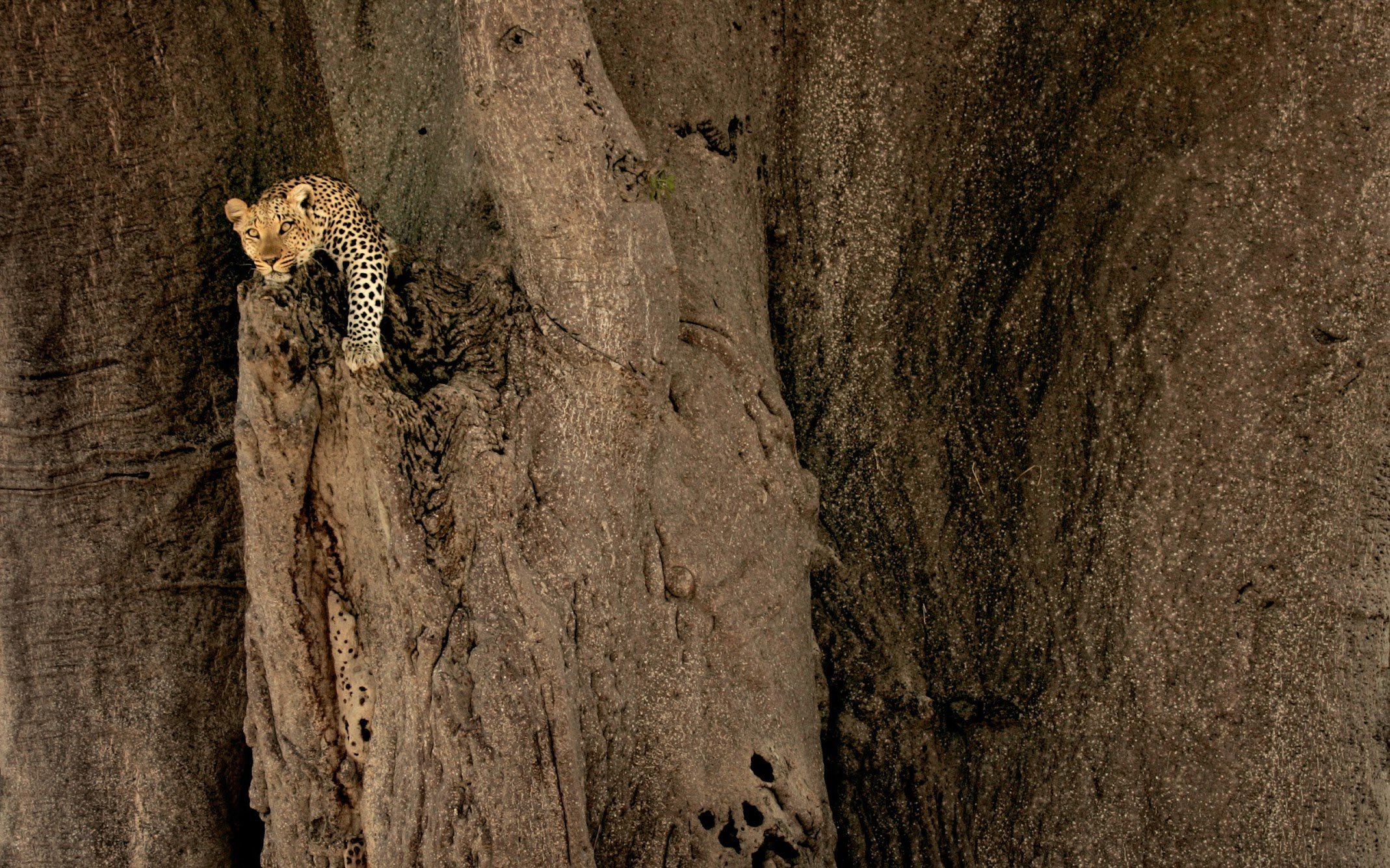 Tiny Tiny RSS 部署流程 2019.10.22更新